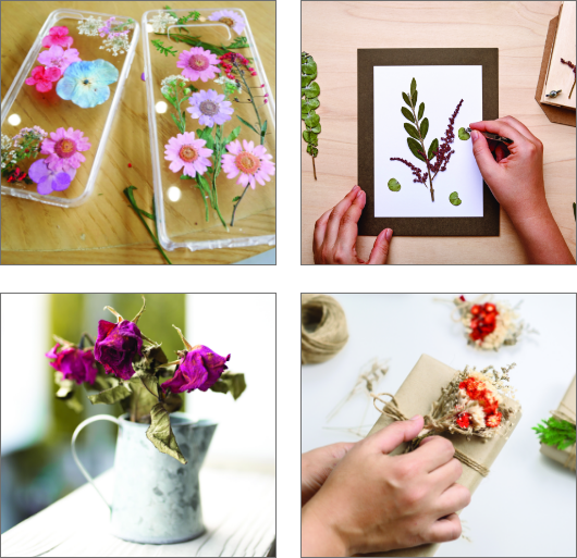 Dried flowers can be used to decorate phone cases, cards and gifts, or they can be displayed in a vase